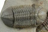 Two Nice Struveaspis Trilobites - Jorf, Morocco #348379-3